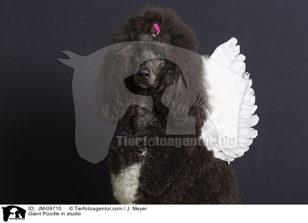 Giant Poodle in studio / JM-09710