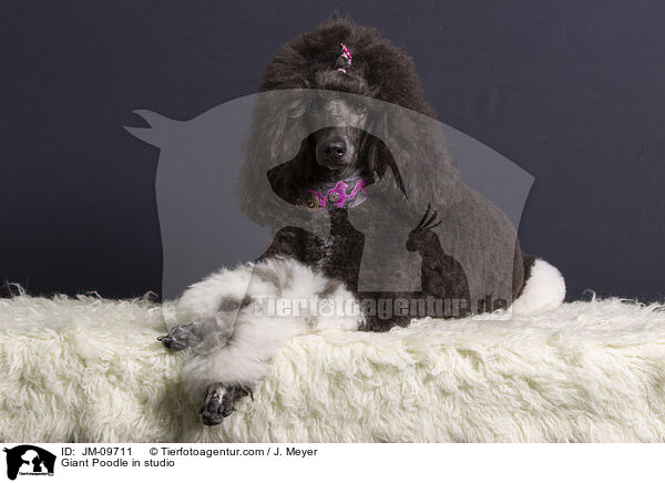 Giant Poodle in studio / JM-09711