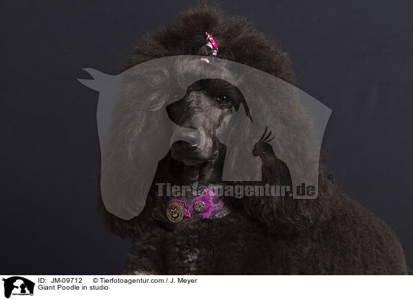 Giant Poodle in studio / JM-09712
