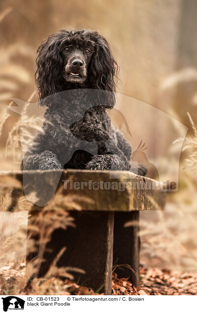 black Giant Poodle / CB-01523