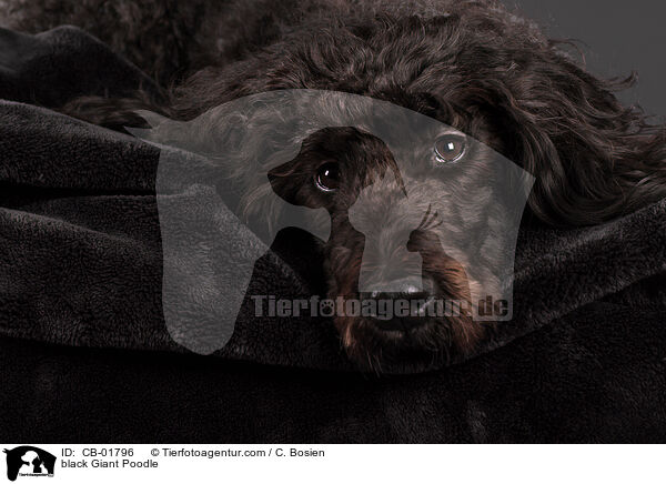black Giant Poodle / CB-01796