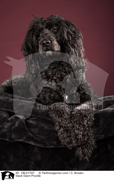 black Giant Poodle / CB-01797