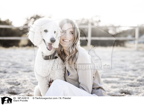 Gropudel / Giant Poodle / NP-02815