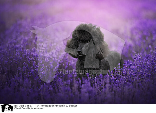 Giant Poodle in summer / JEB-01867