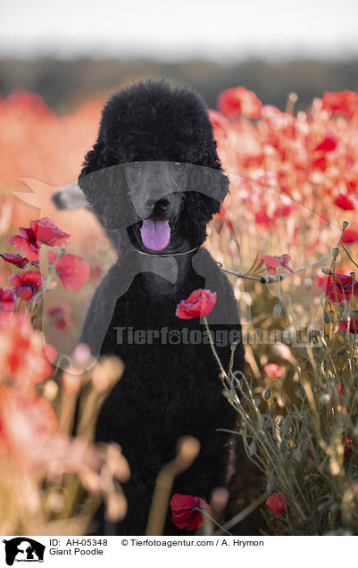 Giant Poodle / AH-05348
