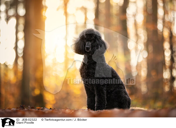 Giant Poodle / JEB-02322