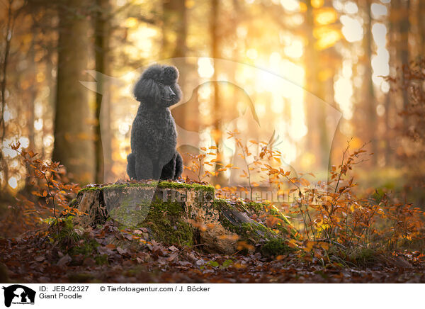 Giant Poodle / JEB-02327