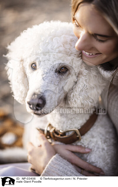Gropudel Rde / male Giant Poodle / NP-03406