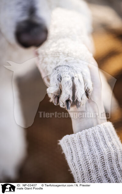 Gropudel Rde / male Giant Poodle / NP-03407