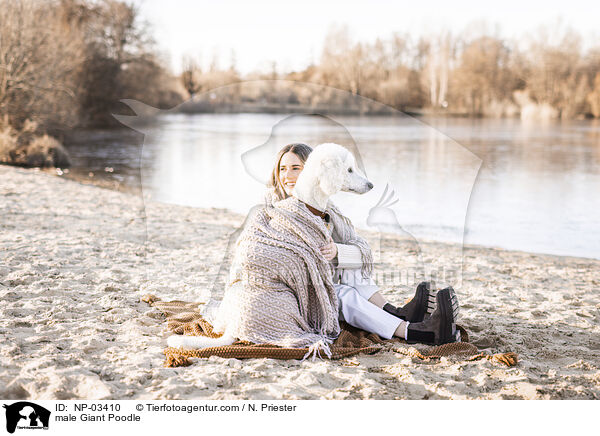 Gropudel Rde / male Giant Poodle / NP-03410
