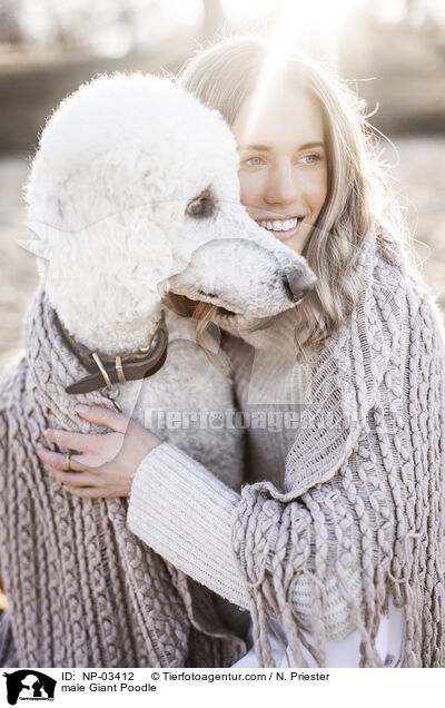 Gropudel Rde / male Giant Poodle / NP-03412