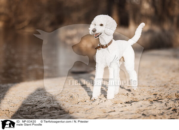 Gropudel Rde / male Giant Poodle / NP-03420
