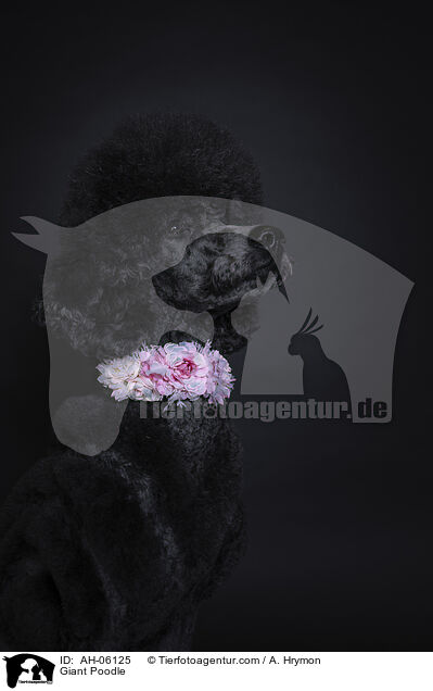 Gropudel / Giant Poodle / AH-06125
