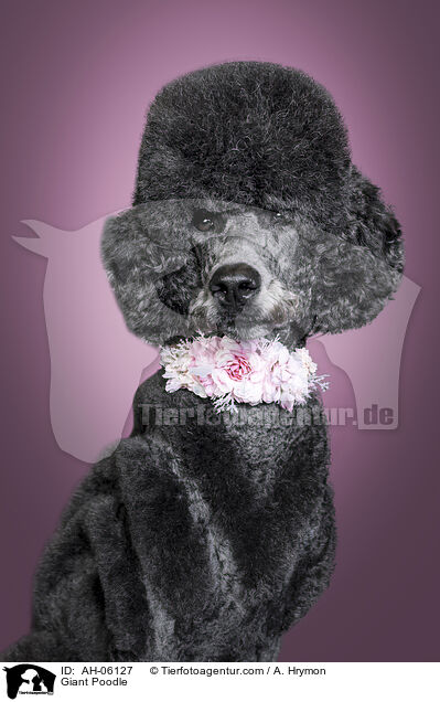 Giant Poodle / AH-06127