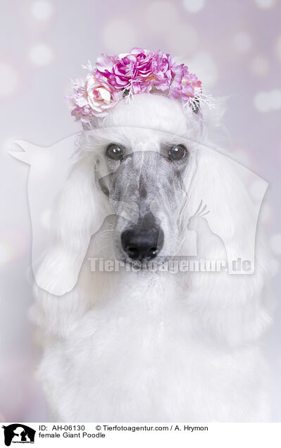Gropudel Hndin / female Giant Poodle / AH-06130