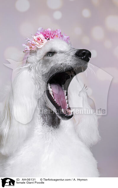 female Giant Poodle / AH-06131