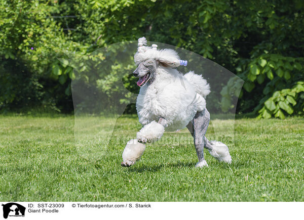 Giant Poodle / SST-23009