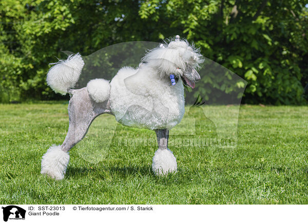 Giant Poodle / SST-23013