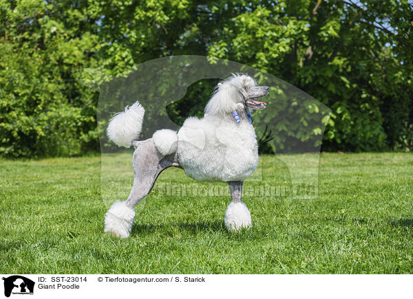 Giant Poodle / SST-23014