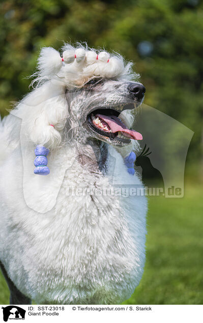Giant Poodle / SST-23018