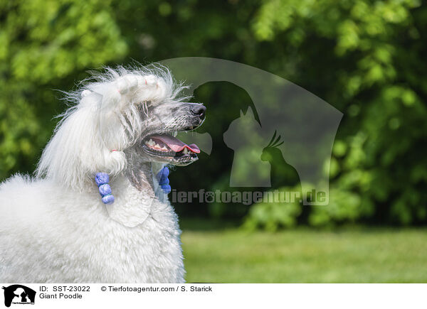 Giant Poodle / SST-23022