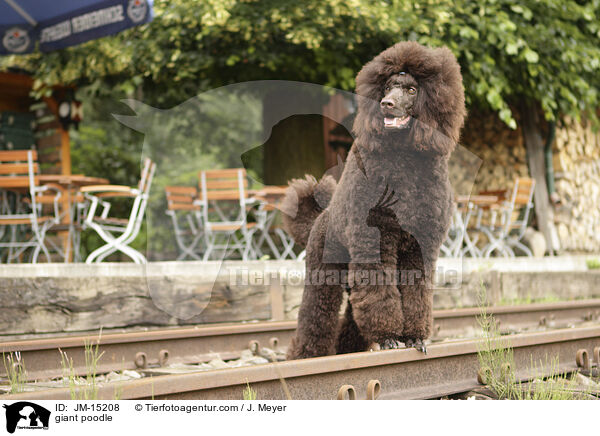 Gropudel / giant poodle / JM-15208