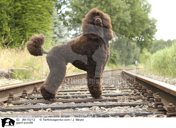 giant poodle / JM-15212
