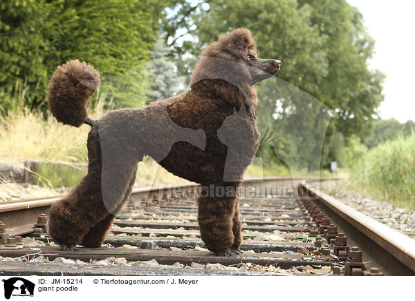 giant poodle / JM-15214