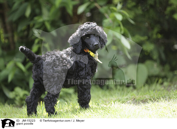 giant poodle / JM-15223