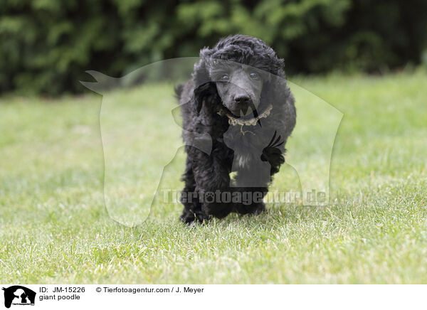 giant poodle / JM-15226