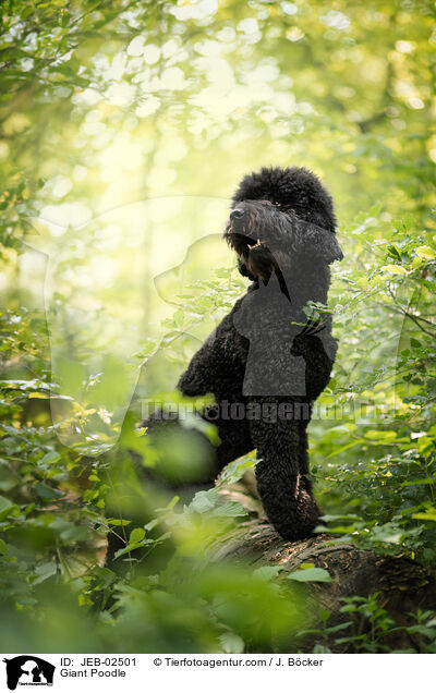 Giant Poodle / JEB-02501