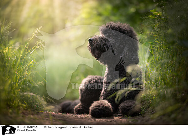 Gropudel / Giant Poodle / JEB-02510