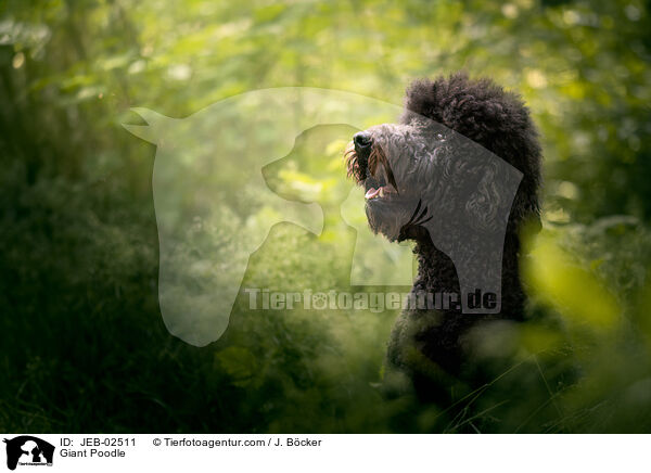 Gropudel / Giant Poodle / JEB-02511