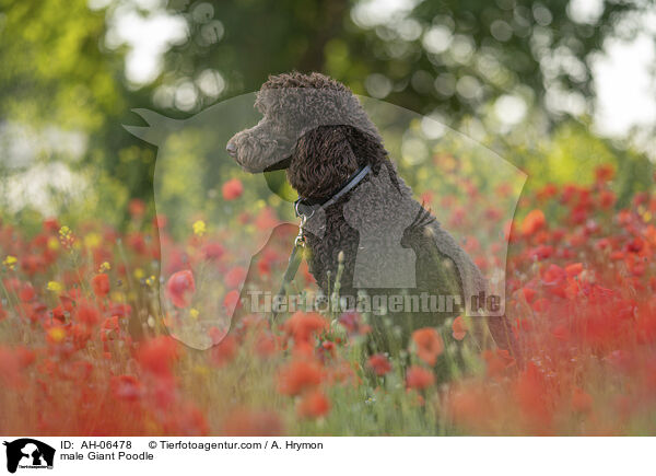 Gropudel Rde / male Giant Poodle / AH-06478
