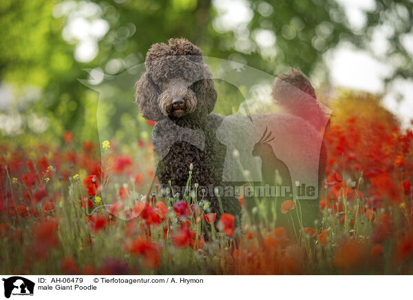 Gropudel Rde / male Giant Poodle / AH-06479