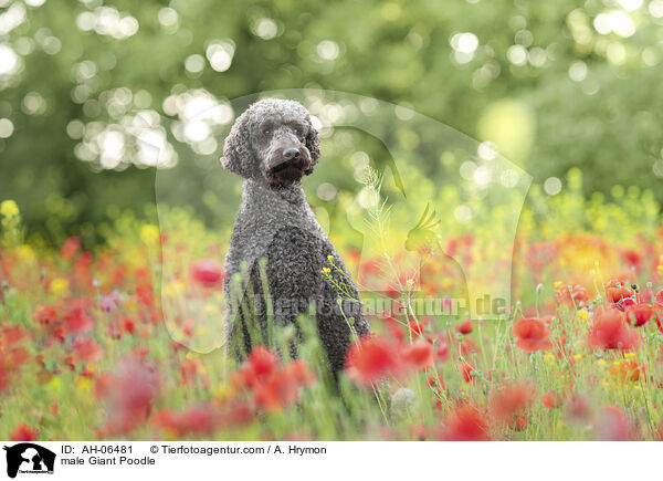 male Giant Poodle / AH-06481