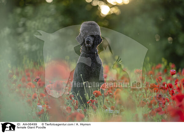 Gropudel Hndin / female Giant Poodle / AH-06499