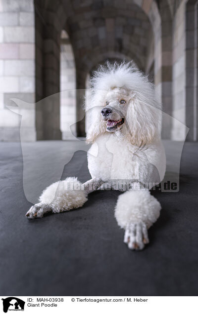 Giant Poodle / MAH-03938