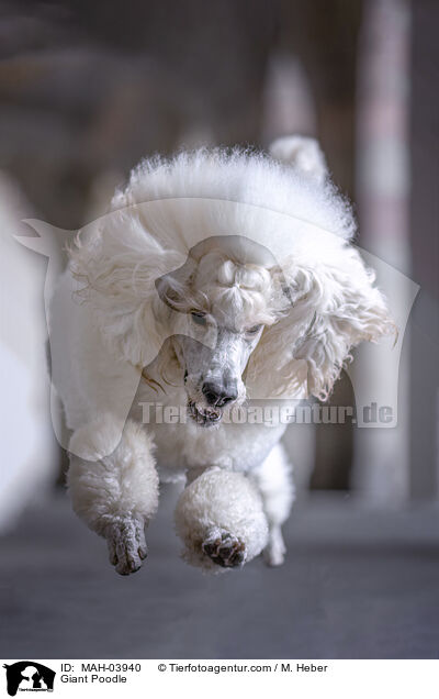 Giant Poodle / MAH-03940