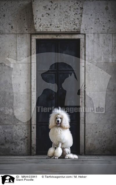 Giant Poodle / MAH-03941