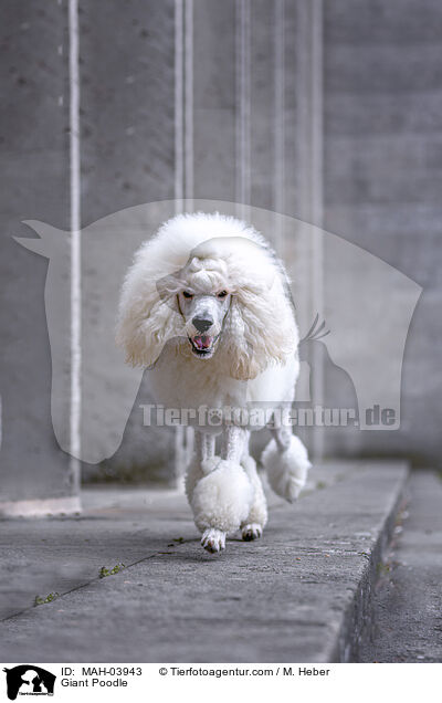 Giant Poodle / MAH-03943