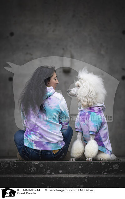 Gropudel / Giant Poodle / MAH-03944
