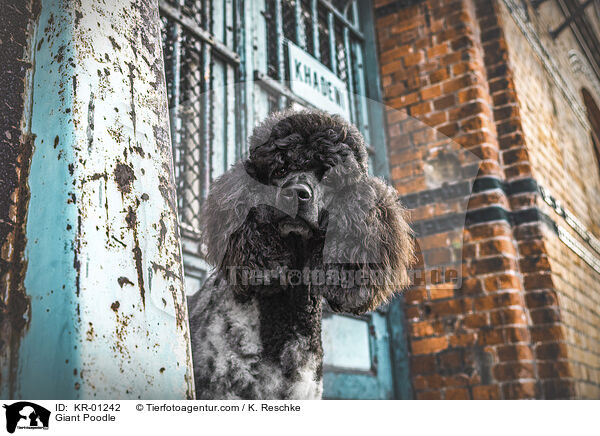 Giant Poodle / KR-01242