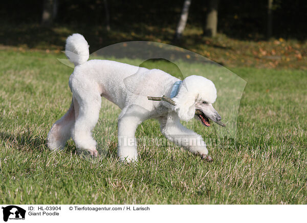 Giant Poodle / HL-03904