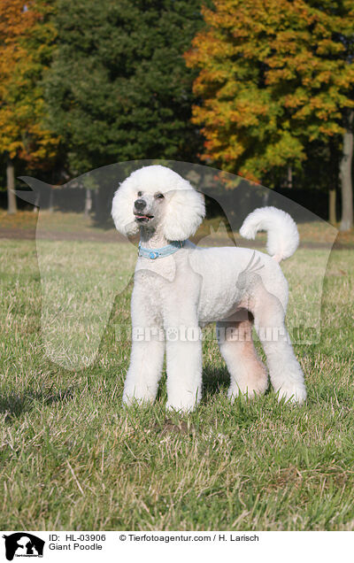Giant Poodle / HL-03906
