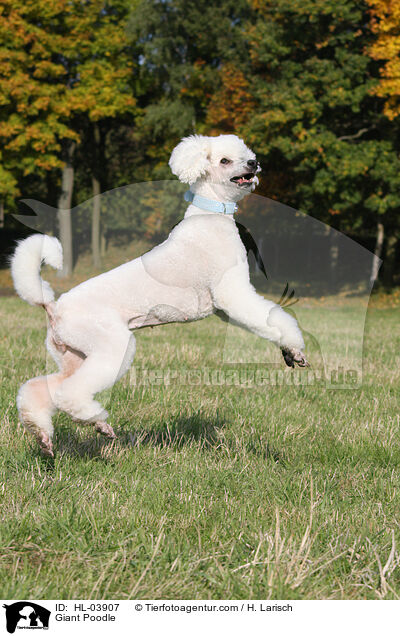 Giant Poodle / HL-03907