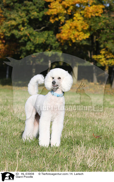 Giant Poodle / HL-03908
