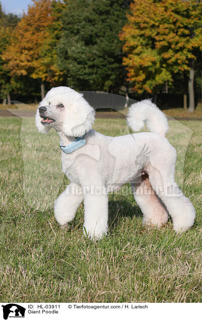 Giant Poodle / HL-03911