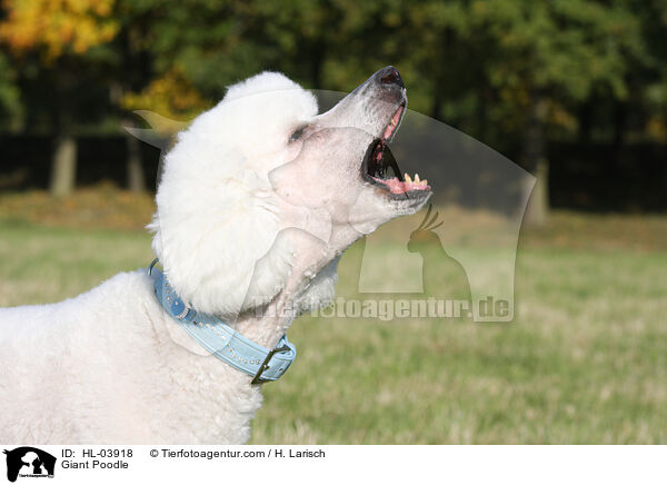 Giant Poodle / HL-03918