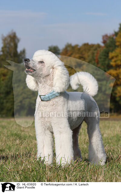 Giant Poodle / HL-03920
